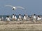 Photo from the pallas gull colony.