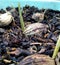 photo of palm seeds, process of planting seedlings from seeds, watering of seedlings that start to grow leaves