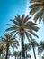 On a photo palm trees against a sky