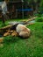 photo of a panda lying on the grass