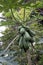 A photo of a papaya plant