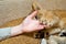 Photo of a paw of a lion cub with claws on a human hand at home