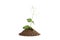Photo of a pea plant growing on a hill of clay isolated on a white background