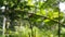 Photo of Pear-shaped Leucauge Spider (Opadometa fastigata) on a plant