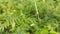 Photo of Pear-shaped Leucauge Spider (Opadometa fastigata) on a plant