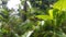 Photo of Pear-shaped Leucauge Spider (Opadometa fastigata) on a plant