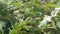 Photo of Pear-shaped Leucauge Spider (Opadometa fastigata) on a plant