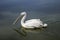 Photo pelican on the water