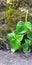 Photo of the Peperomia Pellucida plant that grows among the moss that clings to a boulder