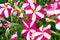 Photo of Petunia flowers growing on the street