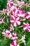 Photo of Petunia flowers growing on the street