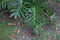 photo of Philodendron bipinnatifidum & x28;Philodendron bipinnatifidum sp& x29; plant with green leaves