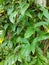 Photo of Philodendron Plant fresh green leaves