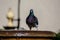 Photo Picture Image of a male adult pigeon bird,