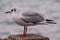 Photo Picture Image of a seagull water bird sea gull