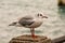 Photo Picture Image of a seagull water bird sea gull