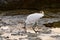 Photo Picture of a male Egret bird