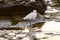 Photo Picture of a male Egret bird