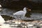 Photo Picture of a male Egret bird