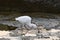 Photo Picture of a male Egret bird