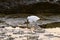 Photo Picture of a male Egret bird