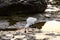 Photo Picture of a male Egret bird