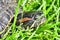 Photo Picture of Red Eared Terrapin Turtle Trachemys Scripta Elegans Tortoise