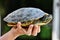 Photo Picture of Red Eared Terrapin Turtle Trachemys Scripta Elegans Tortoise