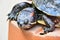 Photo Picture of Red Eared Terrapin Turtle Trachemys Scripta Elegans Tortoise