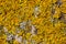 Photo Picture texture Lichens