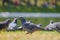 Photo pigeon close up. Gray dove walking on the grass