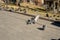 Photo pigeons kiss spread their wings in an autumn square against the background of other pigeons