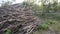 photo of pile of tree trunks or twigs, dull, ancient, nature, village, plantation,