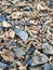 Photo of piles of dead coral on the beach