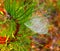 Photo pine branch with spider web with dew