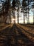 photo, pine forest, at sunset, spring day
