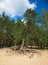 Photo of the pine tree with large exposed roots growing on the top of a sand dune, on the background of blue sky