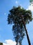 Photo of the pine tree of unusual shape on a blue sky background