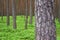 Photo of pine trunk in forest.