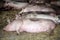 Photo of pink colored pregrant sows from above at animal farm rural scene indoors