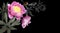 Photo pink flowers peonies and drawing bird on a branch on black background.