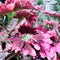 photo of pink miana ornamental plant with daytime lighting.