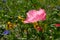 Photo of a pink poppy in a field of wild flowers, taken on a sunny day in mid-summer, Eastcote, UK