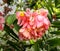 Photo pink tropical leaves and flowers