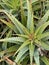 Photo of the Plant Aloe Arborescens