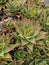 Photo of the Plant Aloe Perfoliata or Aloe Mitriformis
