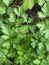 Photo of the Plant Coriander Coriandrum Sativum Chinese Parsley Dhania or Cilantro