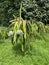 Photo of the plant Isis Gold Aussie Gold Austrian Golden Isis or dragon fruit golden