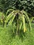 Photo of the plant Isis Gold Aussie Gold Austrian Golden Isis or dragon fruit golden