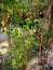 Photo plant moringa on background nature